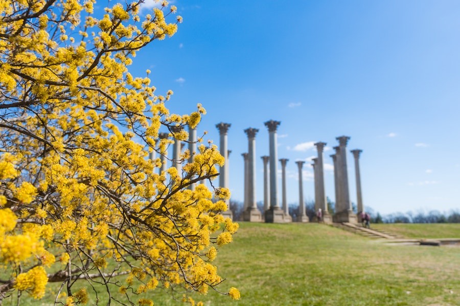 A view of the Capital Columns at the National Arboretum with bright yellow flowers in the foreground. 