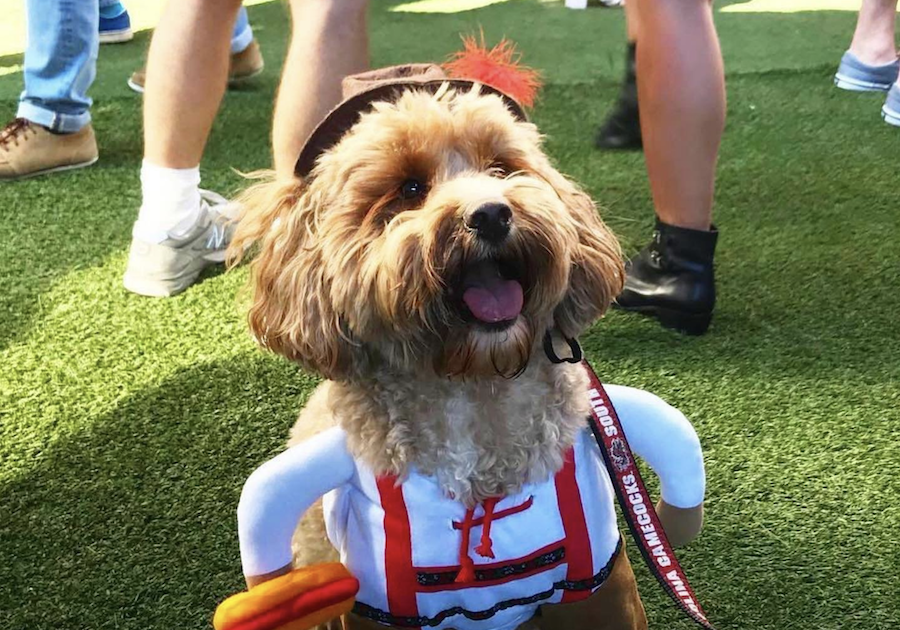 A fluffy dog in a festive lederhosen costume holds a plush hot dog toy at an outdoor event.