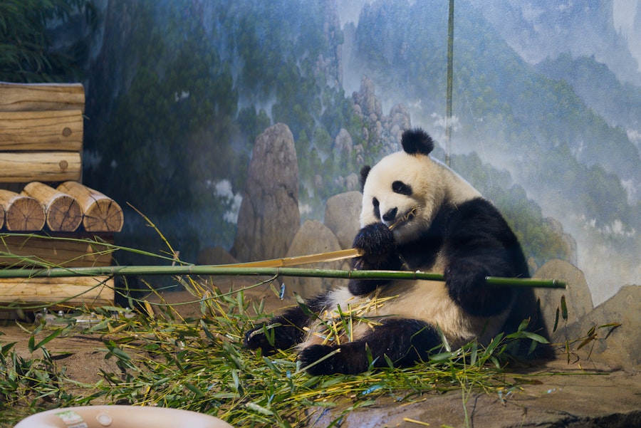A giant panda sits indoors, munching on bamboo stalks.