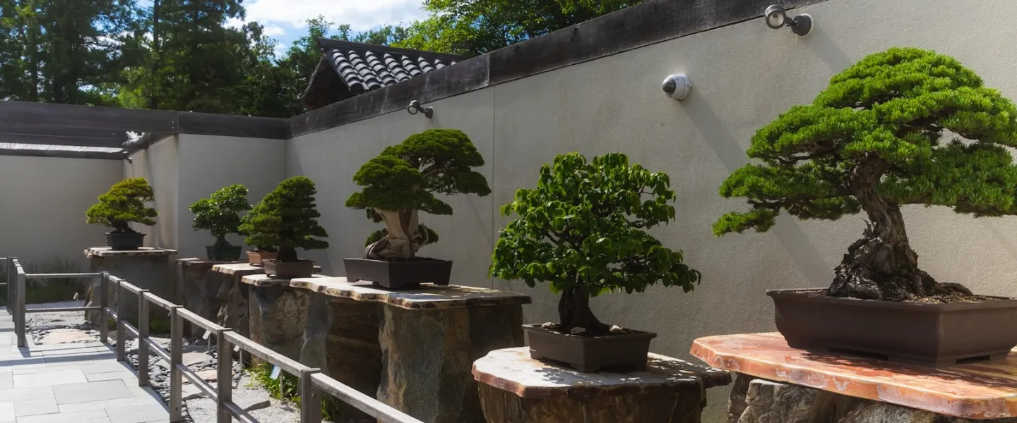 Bonsai trees displayed on stone pedestals in the National Arboretum's outdoor bonsai collection.