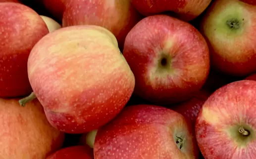 Apples. Credit: Pierpaolo Riondato